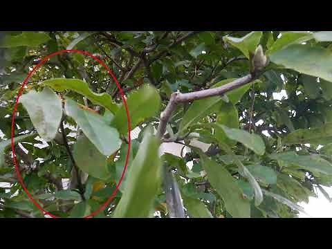 No. 139 Pruning the Star Magnolia (short story) 220320