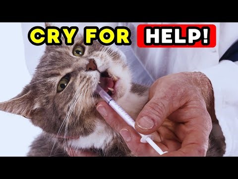 If Your Cat Does THIS, It’s BEGGING for Help! (Part 2)
