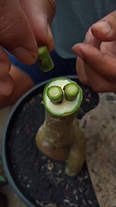 The Easiest Adenium Grafting Tips 👌 Choose a healthy Adenium tree. For the graft, choose one that's still fresh and green. For the plastic, use a thin, elastic plastic wrap. After the tree has been grafted, place it in a sunny location and avoid frequent watering. Usually, new shoots will appear in about two weeks, and the plastic can be removed. Good luck...👌 #adenium #desertrose #graftingadenium | Solikhul Khasan
