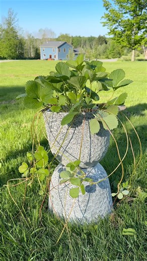 2.5M views · 20K reactions | Glue two containers together and you will love the result! (easy diy garden hack) Dollar tree containers make a beautiful #diy planter for your #garden! | Leon & LaCongo | Facebook