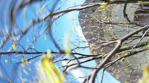 Initially, the drone captured beautiful scenery of nature but later crashed and fell to the ground. Although the owner of the drone set up a program to film, the drone failed to detect the trees, got stuck between branches, and fell to the ground. | Jukin Copyright Management