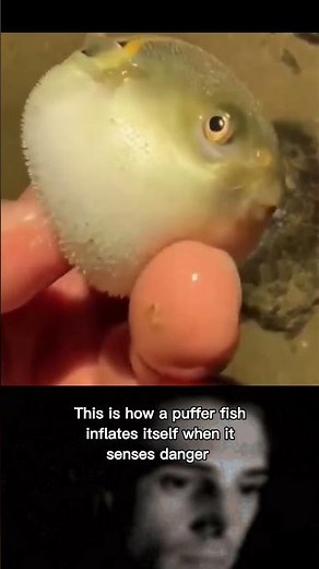This is how a puffer fish inflates itself #shorts #ytshorts #pufferfish #nature