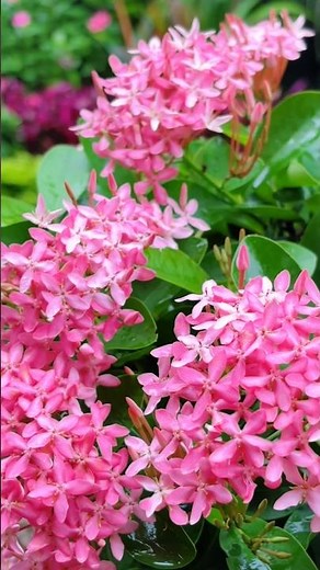 പൂത്തുലഞ്ഞ് ചെത്തിപ്പൂക്കൾ | Ixora Dwarf Pink | Flowering Plants for Garden
