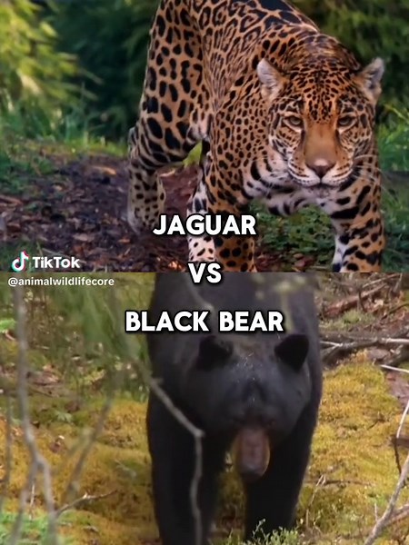 Jaguar vs Black bear | #animal #debate #wildlife #blackbear #bear #vs #edit #edits #jaguar #1v1 #bigcats #animals