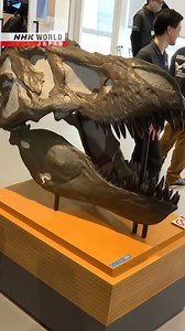 68K views · 1.1K reactions | Japanese university launches dinosaur studies department | NHK WORLD-JAPAN | Facebook