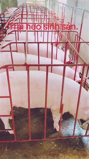 # trại heo nái.