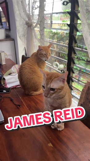 Aayos na Tayo: Alien at Ampon kasama si James Reid