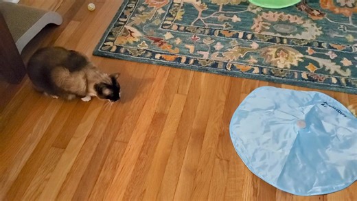 Tooga & Booga destroying SmartyKat products Hot Pursuit #4. They tend to get a little rough!! | Tooga Tales