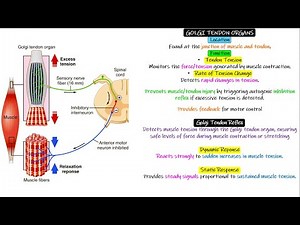 Golgi tendon reflex. Chapter 55 part 5. Guyton and Hall Physiology.
