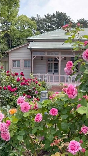 平塚市内のバラ #あったかひらつか #平塚市 #平塚 #バラ #rose #八幡山の洋館 #平塚駅南口広場 #平塚市役所 #shorts