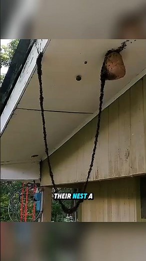 Army Ants: The Scariest Insect Army!