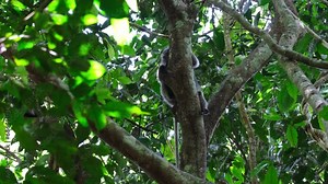Hiding behind the trunk of the tree while looking to the left and peeking, Spectacled Leaf Monkey Trachypithecus obscurus, Thailand