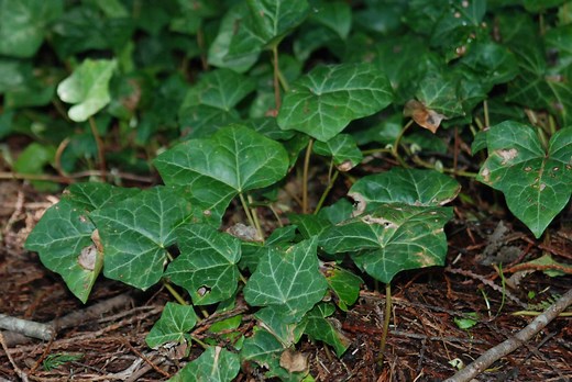 English ivy - Invasive Species Council of British Columbia