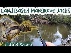 Land based Mangrove JACK Fishing Gold Coast | 2020 | Part 1