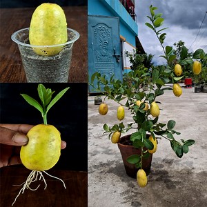 56K views · 583 reactions | How to Grow Lemon Tree from Cutting Lemon Fruit In A Onion Water (New Techniques) | Tamanna Garden | Facebook