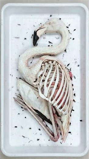 Watch the beetles reveal a Flamingo's snake like neck 🦩🦴 #flamingo #biology #timelapse #anatomy