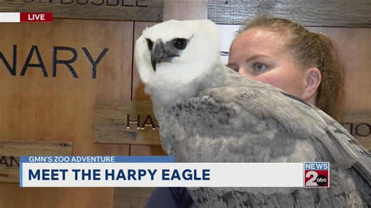 Meet Nashville Zoo's harpy eagle