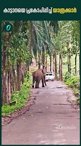 Passengers provoke wild elephant, RRT team just escaped from elephant attack