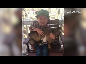 Amazing Power of Emotional Support Pets