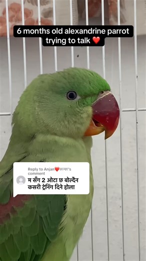 Why Isn't Your Parrot Learning to Talk?