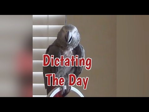 Einstein Parrot Dictates The Day!