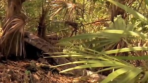 Exploring Wild Nature on Reels