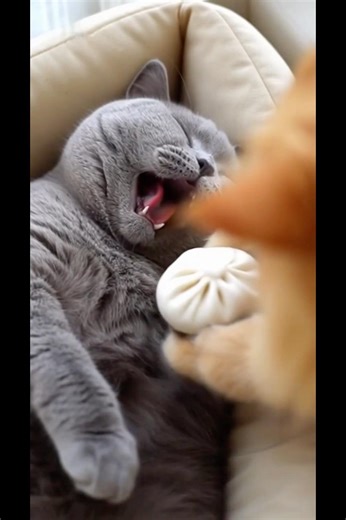 Bun Plug Stops the Snoring 😹🥟 | 包子塞嘴止鼾也太有效😹🥟 EP222 #petshorts #cat #funny