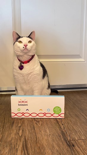 Melon's DNA Results Revealed by Basepaws | Cat Genetics Report