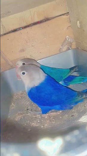 লাভবার্ডস 🥰🥰