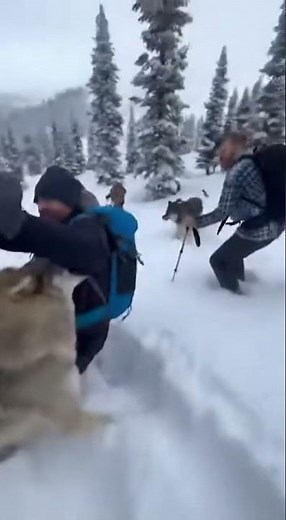 Wolf Pack Attack in Alaska! 😱 Wild Animal Attack Caught on Camera! #wolf