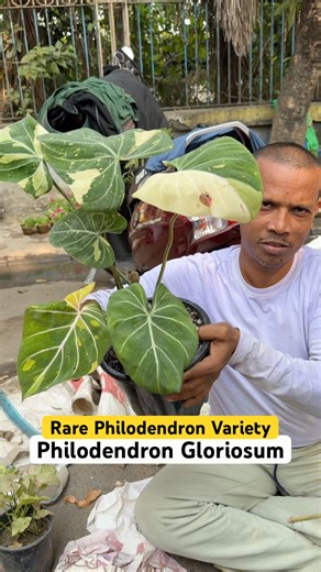RARE Philodendron Gloriosum - Velvety Heart Leaves 😍 | Vivek Nursery Galiff Street #shorts
