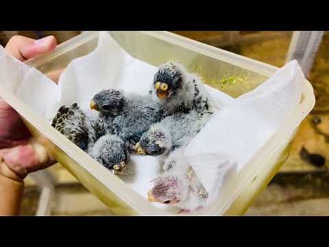 Breeding Rosy Bourkes: chicks from hatch to fledge.