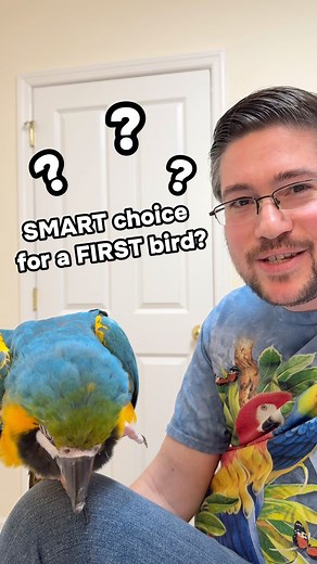 What is a smart choice for a first bird? What parrot should you choose if you haven’t had one before and are getting your first bird? Should you start with a parakeet or is it ok to get a macaw right away? This video is a brief explanation about starting with a first bird and the smart way to go about it. #parrot #parrots #parrotsofinstagram #happy #pets #petsofinstagram #bird #birds #birdsofinstagram #senegalparrot #capeparrot #brownneckedparrot #macaw #blueandgoldmacaw #amazonparrot #parakeet 