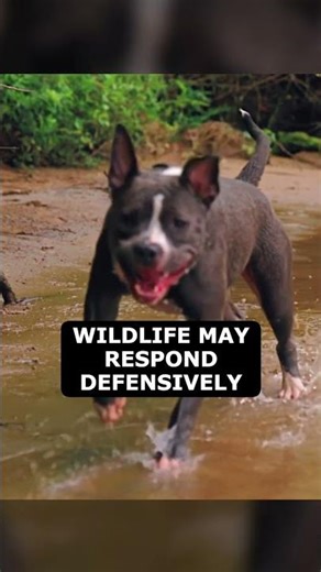 Living with Wildlife: Pet Safety
