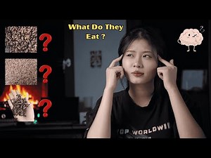 What Do Leopard Geckos Eat? Beginner’s Feeding Guide