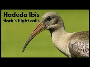 Hadeda Ibis flock's flight calls