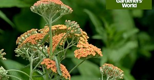 How to plant a pollinator-friendly border