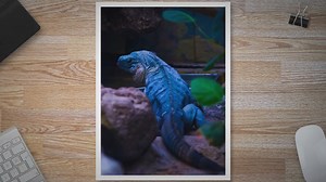 Reptile Tank Sizes: A Comprehensive Guide