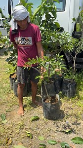 madame tayo chico may bunga | Mark Soriano