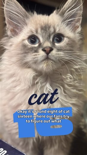 Bunsen, Beaker, Bernoulli & Brix | Round 8! Birman vs Siamese | Instagram