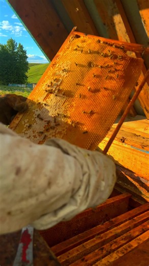 Honey Bees at Work #bees #beekeeping #nature #apiary #shorts