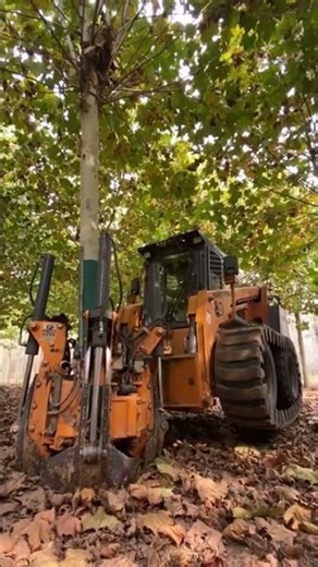 Process of tree digging mechanically