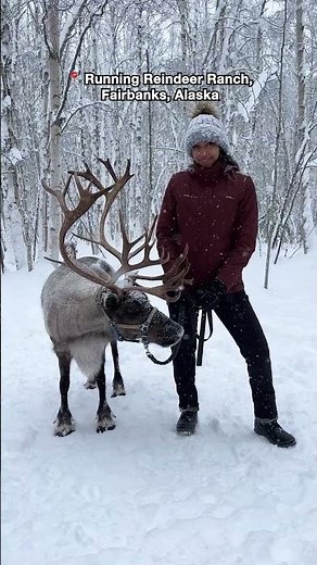Running with Reindeer in Fairbanks, Alaska