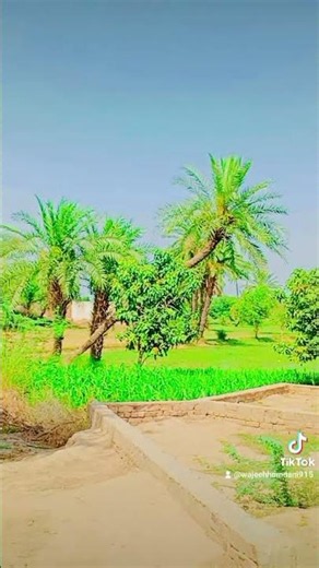 my village #villagelife #village #villagevlog #villagelifestyle ##shorts