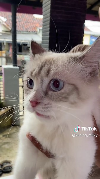 Suara kucing cantik meong meong lucu banget #kucing #kucinglucu #kucingcantik #kucingtiktok #suarakucing #suarakucinglucu #kucingmeongmeong #cat #catsoftiktok #catlover #kucingviral