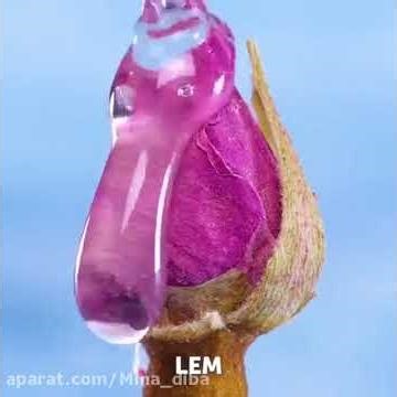 ۲۲ دسامبر ۲۰۲۵