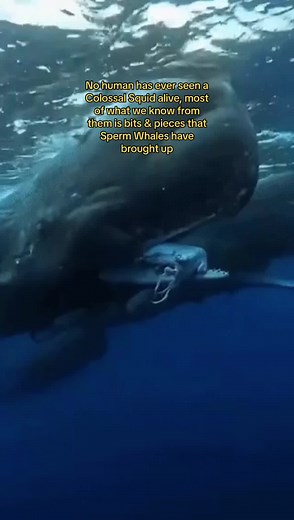 Sperm Whales and Giant Squid: Battles of the Deep