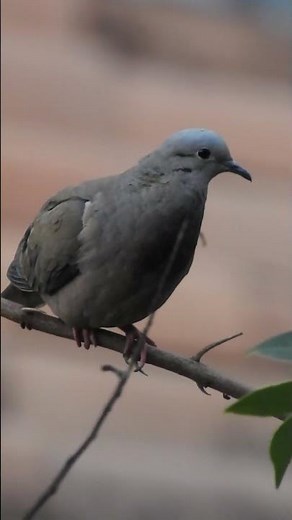 Canto de Pájaros 4K 🐦 Amanecer en la Naturaleza para Relajación y Paz Interior