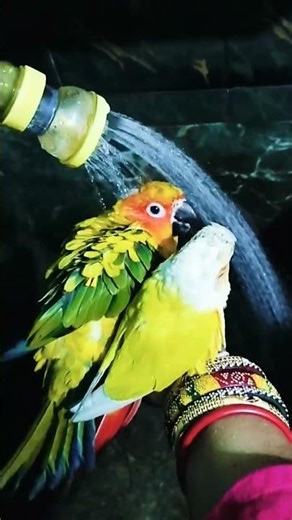Sun Chick & Sun Conure Bathtime 🚿🛁😍 ll #conure #birds #shorts
