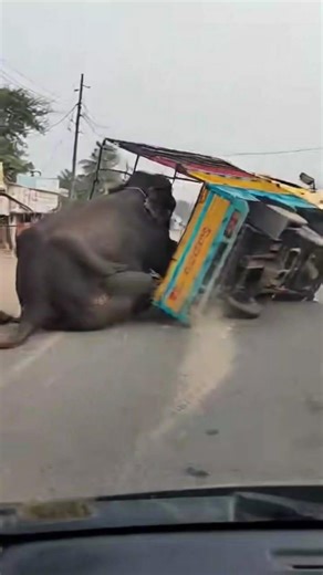 elephant fall sends highway in traffic